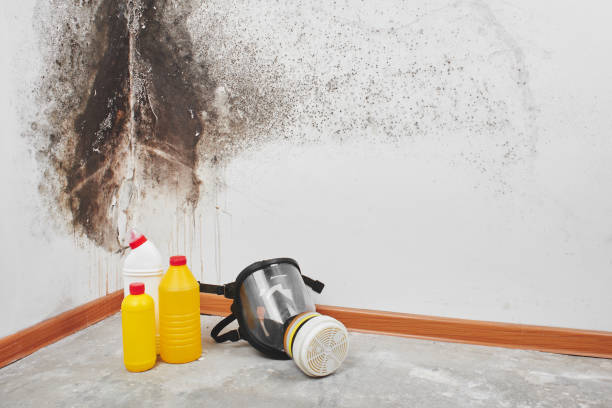 Best Bathroom Mold Remediation in Aurora, OH