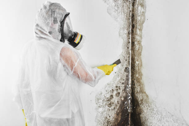 Best Basement Mold Remediation in Aurora, OH