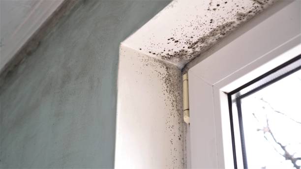 Best Emergency Mold Remediation in Aurora, OH