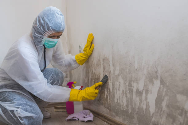Best Kitchen Mold Remediation in Aurora, OH