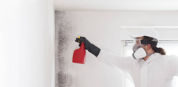 Best DIY Mold Remediation Support Services in Aurora, OH