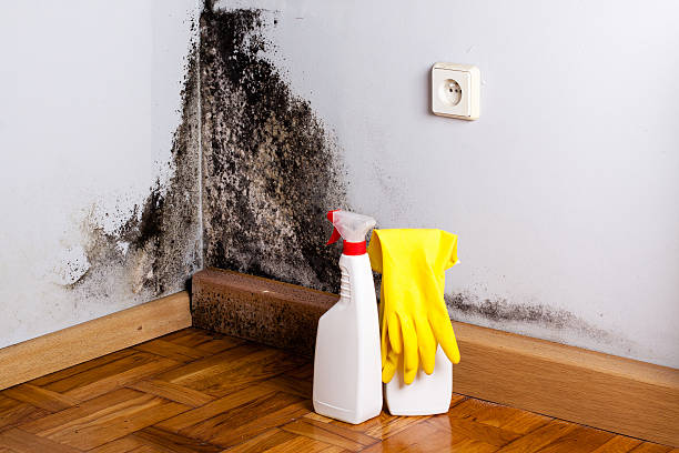 Best Emergency Mold Remediation in Aurora, OH